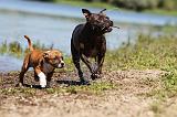 STAFFIE 157